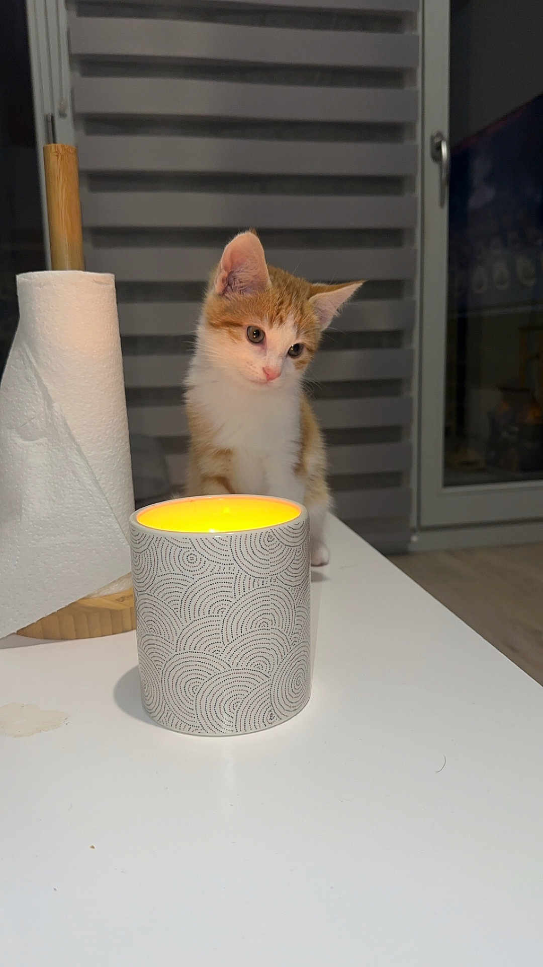Arès participe au concours pour gagner de l'argent avec cette photo : kitten, cat, candle, table, paper_towel, indoor, window, curious, orange_and_white, pet, domestic_animal, glow, light, modern, home, cozy, furniture, background, animal, small