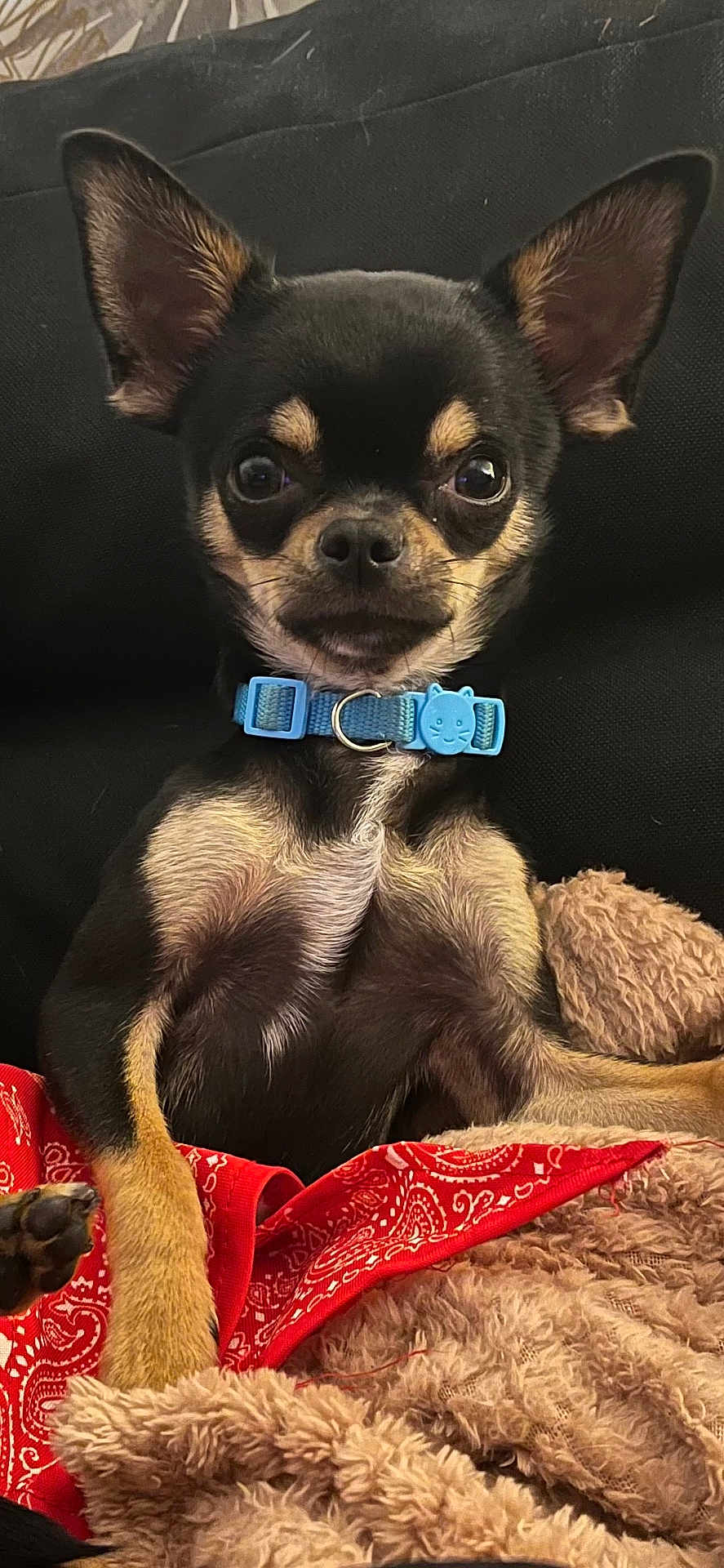 Oñati a rejoint le concours — aidez-le/la à gagner de superbes lots ! dog, chihuahua, pet, small_dog, black_dog, blue_collar, ear, blanket, red_bandana, furry_texture, indoor, couch, cute, animal, paw, fur, portrait, sitting, looking_at_camera, domestic_animal