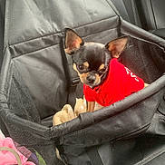 Oñati a rejoint le concours — aidez-le/la à gagner de superbes lots ! chihuahua, dog, pet_carrier, red_hoodie, car_seat, black_fabric, small_dog, puppy, pet, travel, cute, animal, indoors, mesh, blanket, seatbelt, looking_up, ears_up, canine, companion