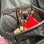 chihuahua, dog, pet_carrier, red_hoodie, car_seat, black_fabric, small_dog, puppy, pet, travel, cute, animal, indoors, mesh, blanket, seatbelt, looking_up, ears_up, canine, companion