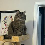 Khloe joined the competition — help win amazing prizes! cat, cat_tree, doorway, ears, feline, fluffy, framed_art, fur, furniture, gray_cat, home, indoors, long_hair, pet, portrait, sitting, superhero_art, wall, whiskers, yellow_eyes