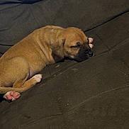 Mitzi joined the competition — help win amazing prizes! animal, brown, canine, companion, couch, cozy, cute, dog, domestic, fur, indoor, paw, pet, puppy, relaxing, resting, sleeping, small, snout, young