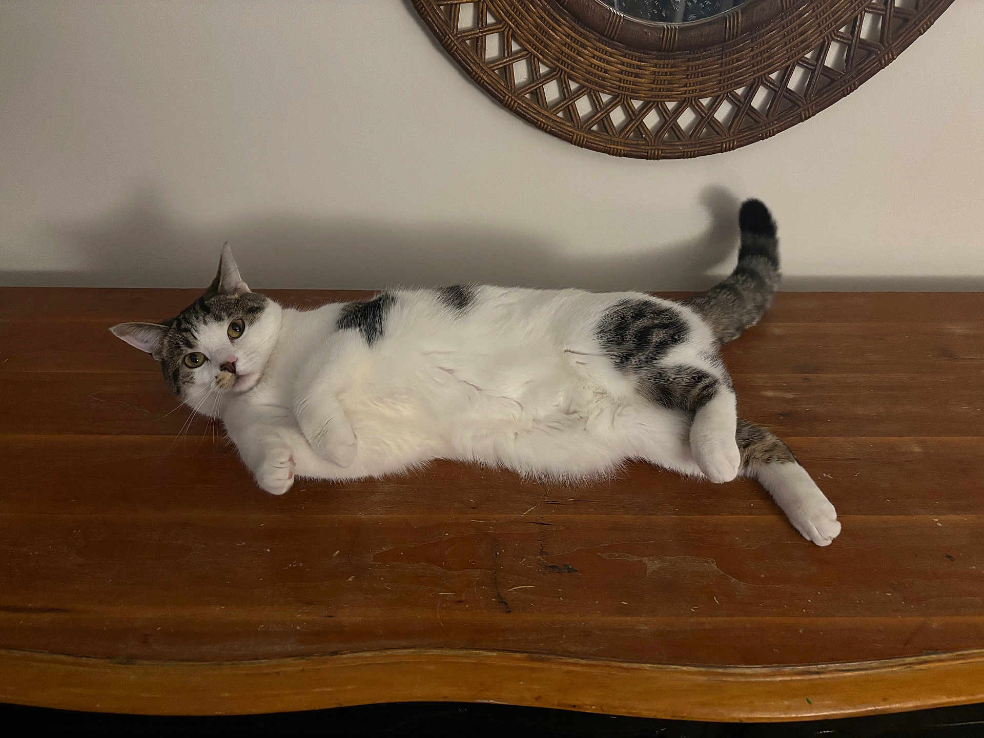 Salt joined the competition — help win amazing prizes! cat, tabby_cat, white_fur, pet, lying_down, belly_up, wooden_table, table, wicker_mirror, wall, shadow, indoor, home_interior, paws, whiskers, curious_eyes, relaxed, fur, portrait, domestic_animal