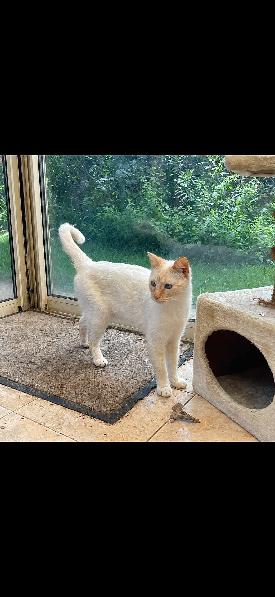 Symba a rejoint le concours — aidez-le/la à gagner de superbes lots ! cat, cream_colored_cat, blue_eyes, indoor, mat, glass_door, garden, greenery, tile_floor, cat_condo, pet, animal, curious, alert, standing, feline, home, cozy, daylight, looking_away