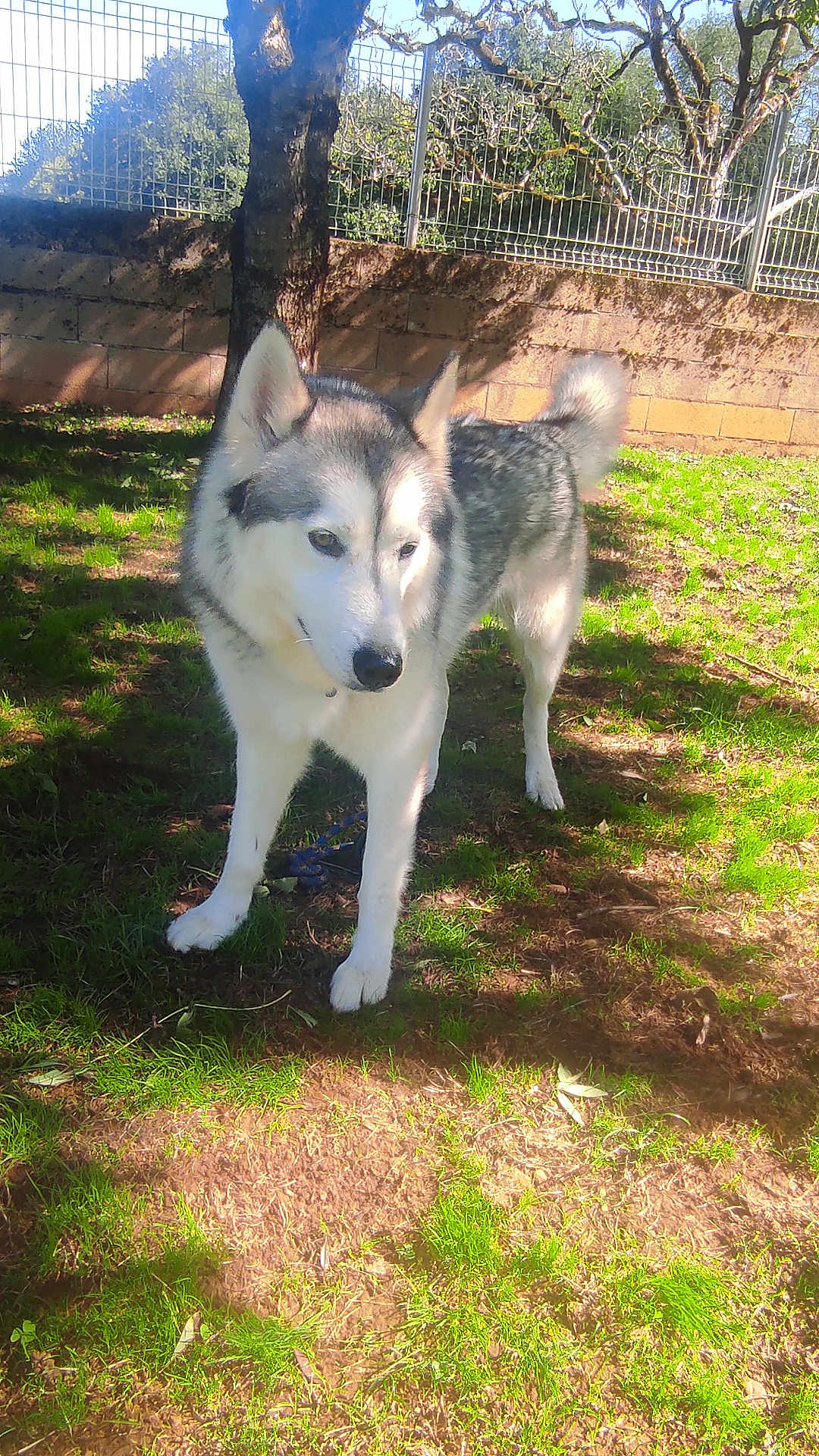 Pringles a rejoint le concours — aidez-le/la à gagner de superbes lots ! dog, husky, outdoor, grass, tree, fence, shadow, sunlight, pet, animal, nature, canine, fur, mammal, daylight, garden, curious, standing, ears, tail