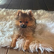 Rose participe au concours pour gagner de l'argent avec cette photo : dog, puppy, fluffy, fur, pet, indoor, wooden_floor, white_rug, small_dog, cute, animal, canine, resting, lying_down, fur_texture, domestic_animal, adorable, companion, brown_fur, tiny_paws