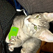 Sugar is registered to the contest to win money with this photo: animal, black_surface, cat, claw, closeup, cozy, curious, cute, domestic, feline, fur, green_eyes, indoor, looking_up, paws, pet, soft, tabby, texture, whiskers