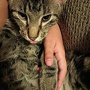 Creek is registered to the contest to win money with this photo: cat, tabby, pet, animal, close_up, tongue_out, hand, feline, fur, cute, domestic, striped, whiskers, claw, holding, texture, cozy, indoor, relaxed, paw
