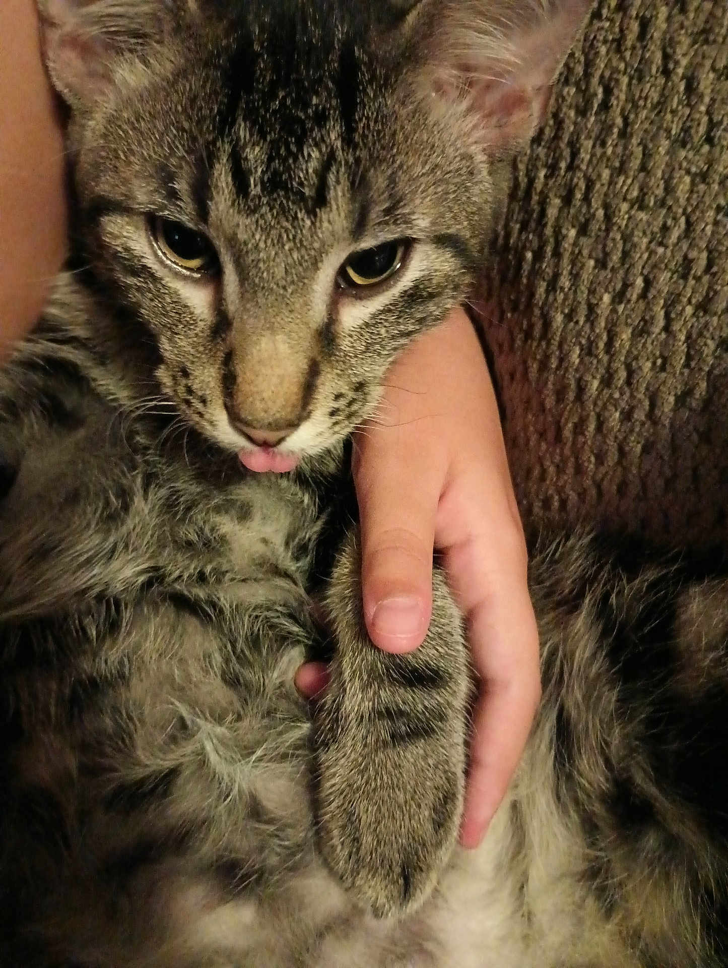 Creek is registered to the contest to win money with this photo: cat, tabby, pet, animal, close_up, tongue_out, hand, feline, fur, cute, domestic, striped, whiskers, claw, holding, texture, cozy, indoor, relaxed, paw