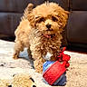 Cookie joined the competition — help win amazing prizes! puppy, dog, fluffy, small_dog, curly_fur, brown_fur, standing, tongue_out, pet, toy, chew_toy, plush_toy, carpet, living_room, sofa, indoor, portrait, cute, playful, animal