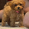 Cookie is registered to the contest to win money with this photo: puppy, dog, apricot_coat, curly_fur, fluffy, small_dog, pink_collar, black_nose, dark_eyes, sitting, standing, indoors, carpet, couch, home, pet, portrait, cute, adorable, warm_lighting