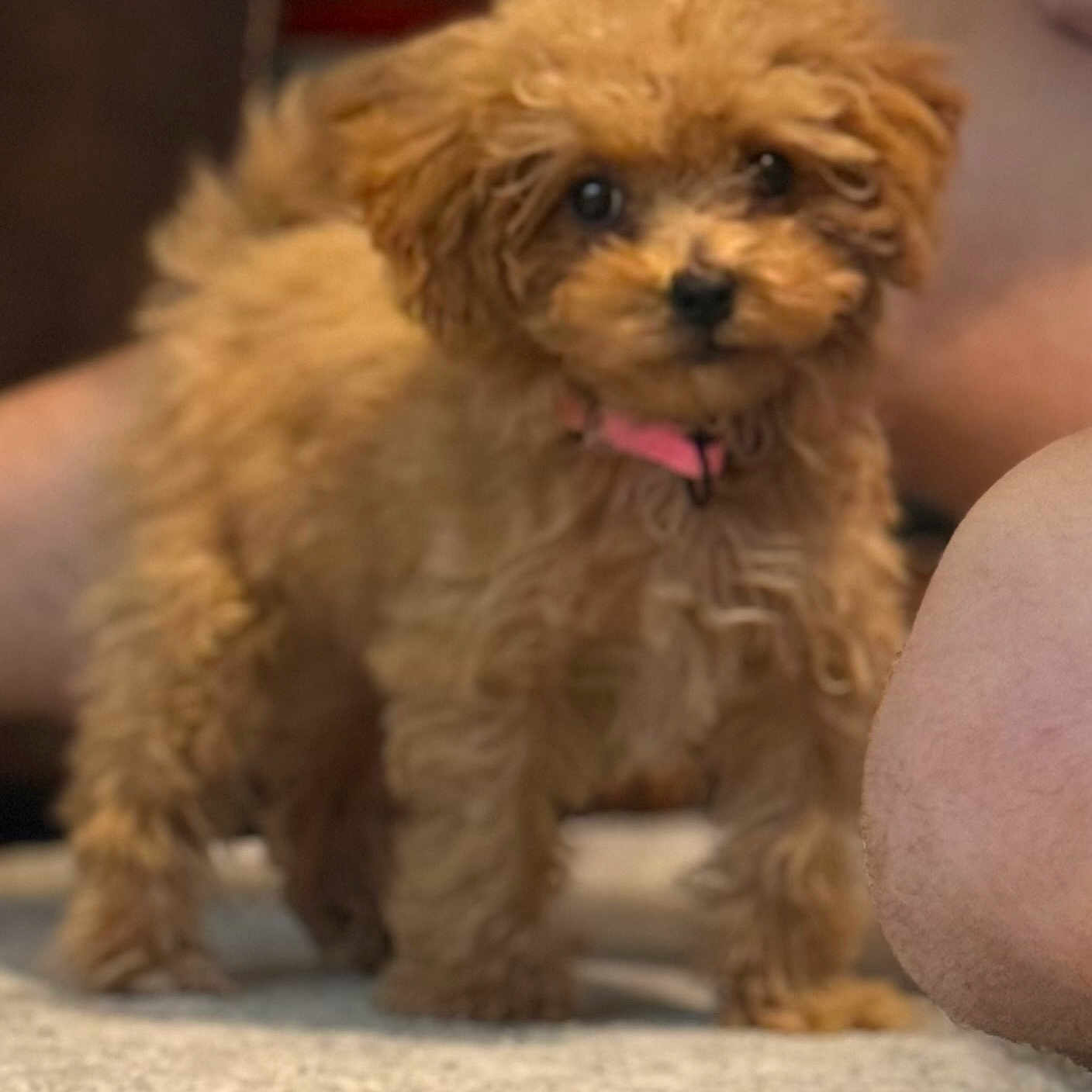 Cookie is registered to the contest to win money with this photo: puppy, dog, apricot_coat, curly_fur, fluffy, small_dog, pink_collar, black_nose, dark_eyes, sitting, standing, indoors, carpet, couch, home, pet, portrait, cute, adorable, warm_lighting