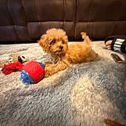 Cookie is registered to the contest to win money with this photo: puppy, dog, apricot_coat, fluffy, small_dog, lying_down, pet, animal, brown_fur, curly_fur, dark_eyes, chew_toy, red_toy, blue_toy, blanket, leather_sofa, living_room, indoor, cozy, portrait