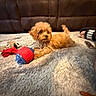 puppy, dog, apricot_coat, fluffy, small_dog, lying_down, pet, animal, brown_fur, curly_fur, dark_eyes, chew_toy, red_toy, blue_toy, blanket, leather_sofa, living_room, indoor, cozy, portrait