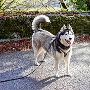 Rita a rejoint le concours — aidez-le/la à gagner de superbes lots ! animal, autumn_leaves, canine, daytime, dog, fur, happy, leash, moss, nature, outdoor, park, path, pet, shadow, siberian_husky, standing, stone_wall, sunlight, walking