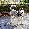 animal, autumn_leaves, canine, daytime, dog, fur, happy, leash, moss, nature, outdoor, park, path, pet, shadow, siberian_husky, standing, stone_wall, sunlight, walking