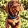 Winston