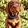 Winston