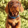 adorable, animal, blanket, blue_collar, brown, canine, cute, dog, eyes, face, fur, nature, nose, outdoor, pet, portrait, puppy, sitting, sunlight, young