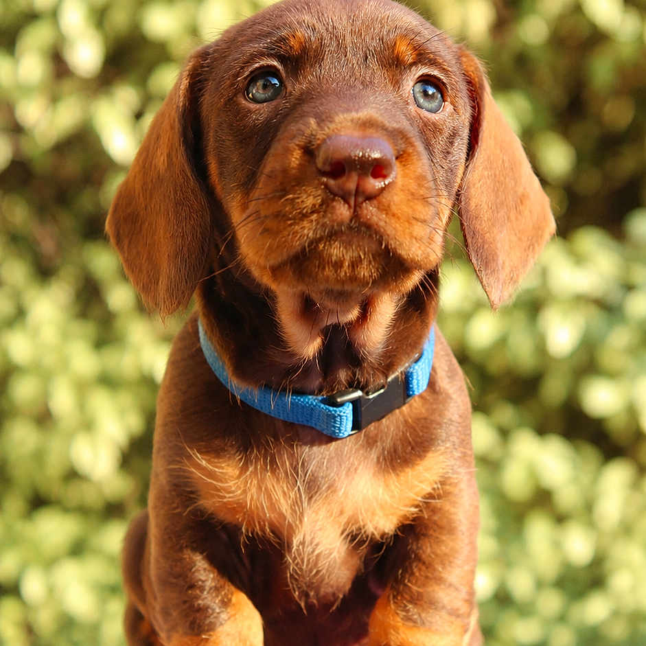 Winston
