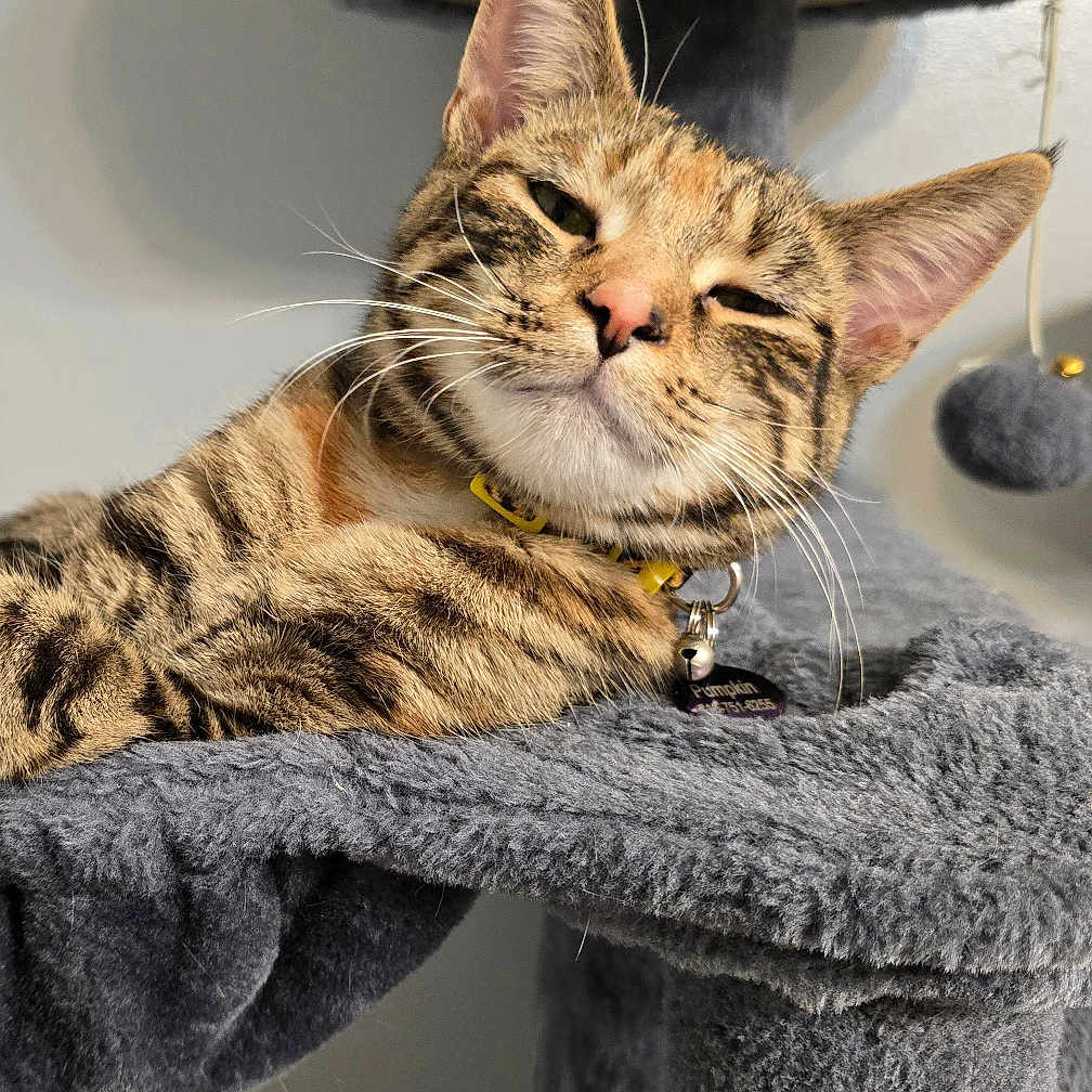 Pumpkin