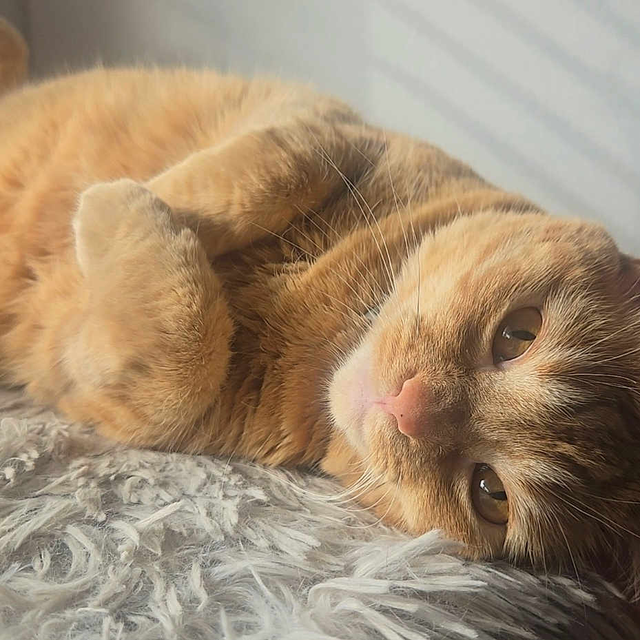 Peaches