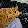 Peaches joined the competition — help win amazing prizes! cat, orange_cat, tabby, pet, feline, bed, blanket, notebook, handwriting, writing, cozy, indoor, resting, cute, whiskers, ears, fur, animal, domestic, relaxed