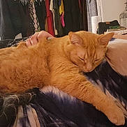 Peaches is registered to the contest to win money with this photo: cat, orange_cat, sleeping, petting, hand, lap, indoor, bedroom, clothing, closet, furniture, relaxation, fur, cozy, resting, person, domestic_animal, comfort, animal, cute