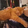 cat, orange_cat, sleeping, petting, hand, lap, indoor, bedroom, clothing, closet, furniture, relaxation, fur, cozy, resting, person, domestic_animal, comfort, animal, cute
