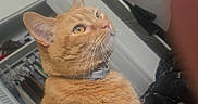 Peaches is registered to the contest to win money with this photo: cat, orange_cat, tabby, pet, indoor, close_up, whiskers, collar, fur, looking_away, animal, cute, domestic_cat, feline, household, portrait, eyes, ears, nose, background