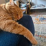Peaches joined the competition — help win amazing prizes! cat, ginger_cat, sleeping, paw, couch, indoor, furniture, carpet, bookshelf, relaxation, whiskers, fur, pet, home, cozy, resting, closeup, soft, domestic_cat, animal