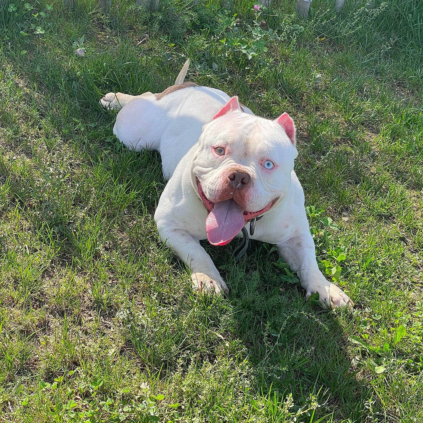 Stitch participe au concours pour gagner de l'argent avec cette photo : bulldog, canidae, carnivore, companion_dog, dog, dog_breed, dogo_guatemalteco, fawn, grass, grassland, groundcover, molosser, pasture, plant, snout, sporting_group, tail, terrestrial_animal, white_english_bulldog, working_animal