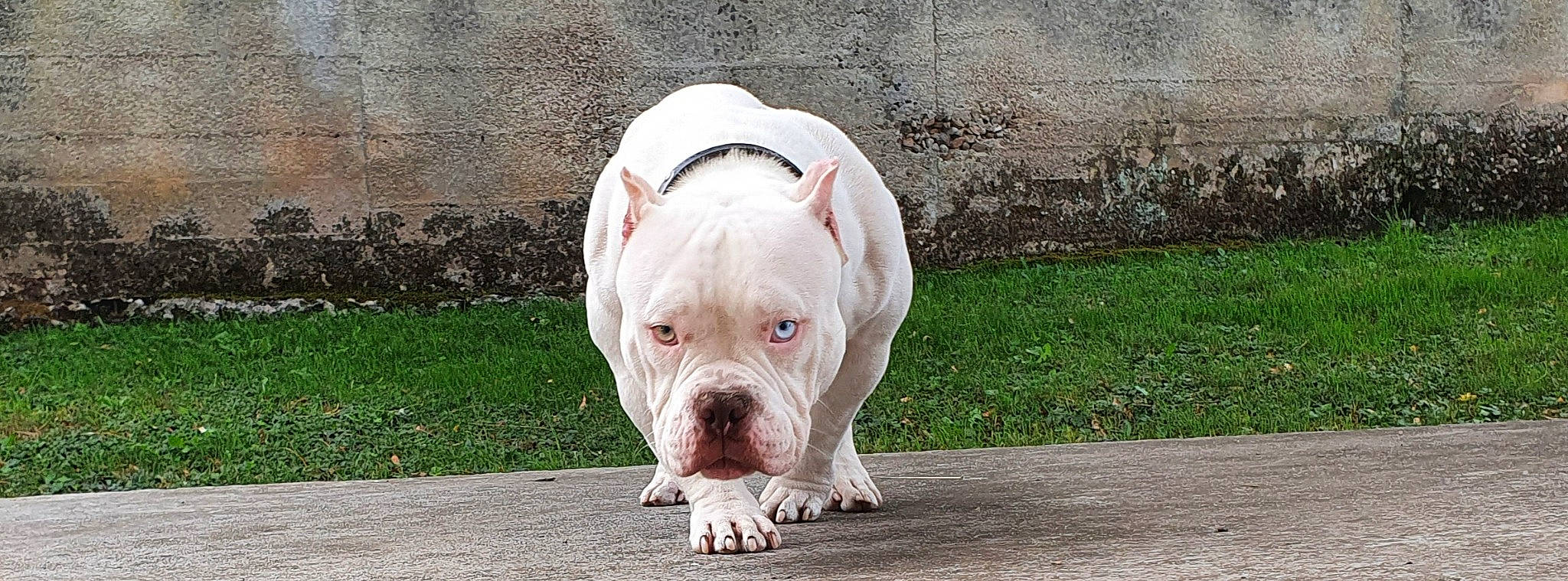 Stitch a rejoint le concours — aidez-le/la à gagner de superbes lots ! american_bulldog, australian_bulldog, bulldog, canidae, carnivore, companion_dog, cordoba_fighting_dog, dog, dog_breed, dogo_argentino, mammal, molosser, non_sporting_group, old_english_bulldog, pit_bull, rare_breed_dog, snout, toy_bulldog, vertebrate, white_english_bulldog