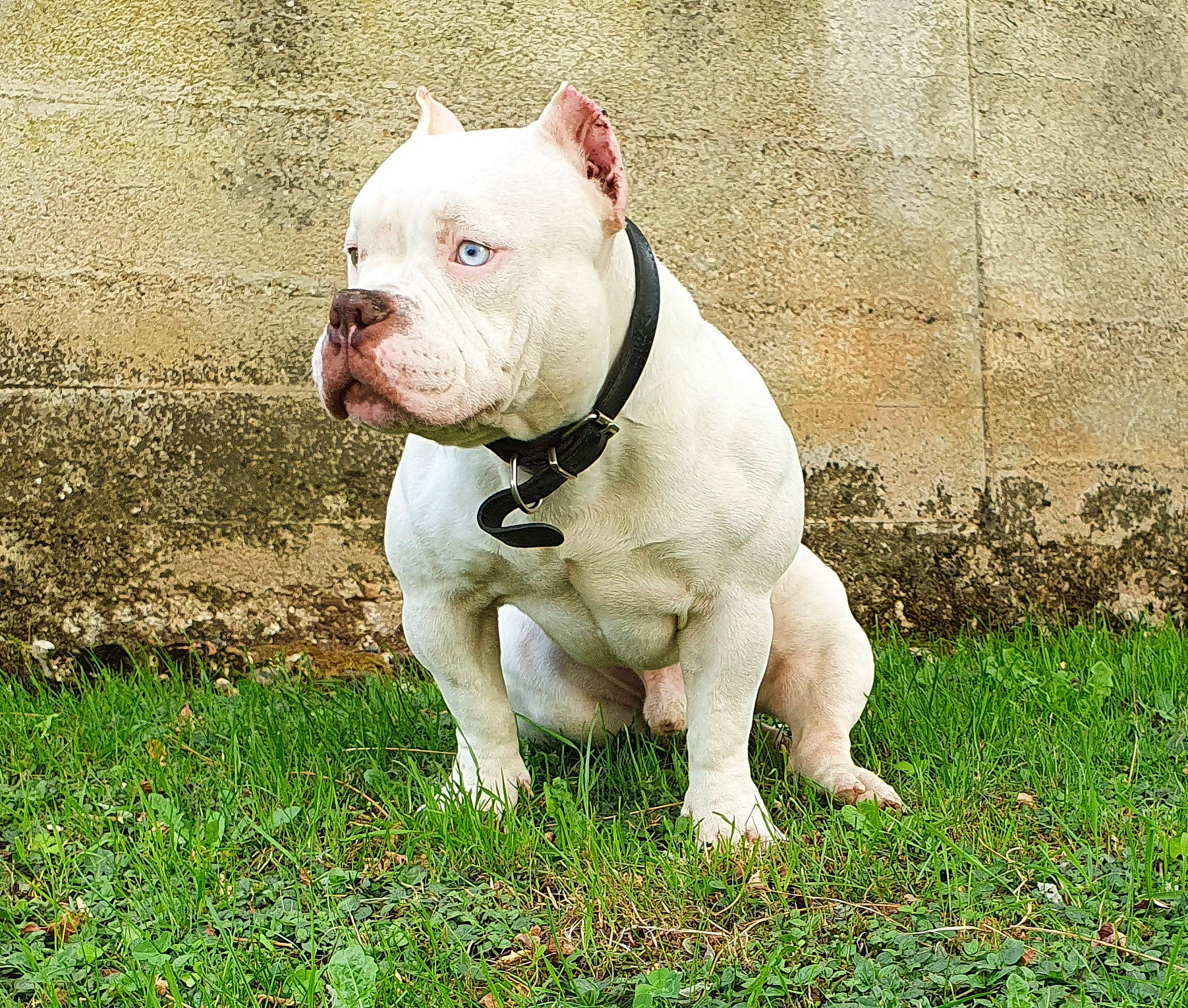 Stitch participe au concours pour gagner de l'argent avec cette photo : american_bulldog, american_pit_bull_terrier, australian_bulldog, bull_and_terrier, bulldog, canidae, carnivore, companion_dog, cordoba_fighting_dog, dog, dog_breed, dorset_olde_tyme_bulldogge, mammal, molosser, non_sporting_group, pit_bull, rare_breed_dog, snout, toy_bulldog, vertebrate