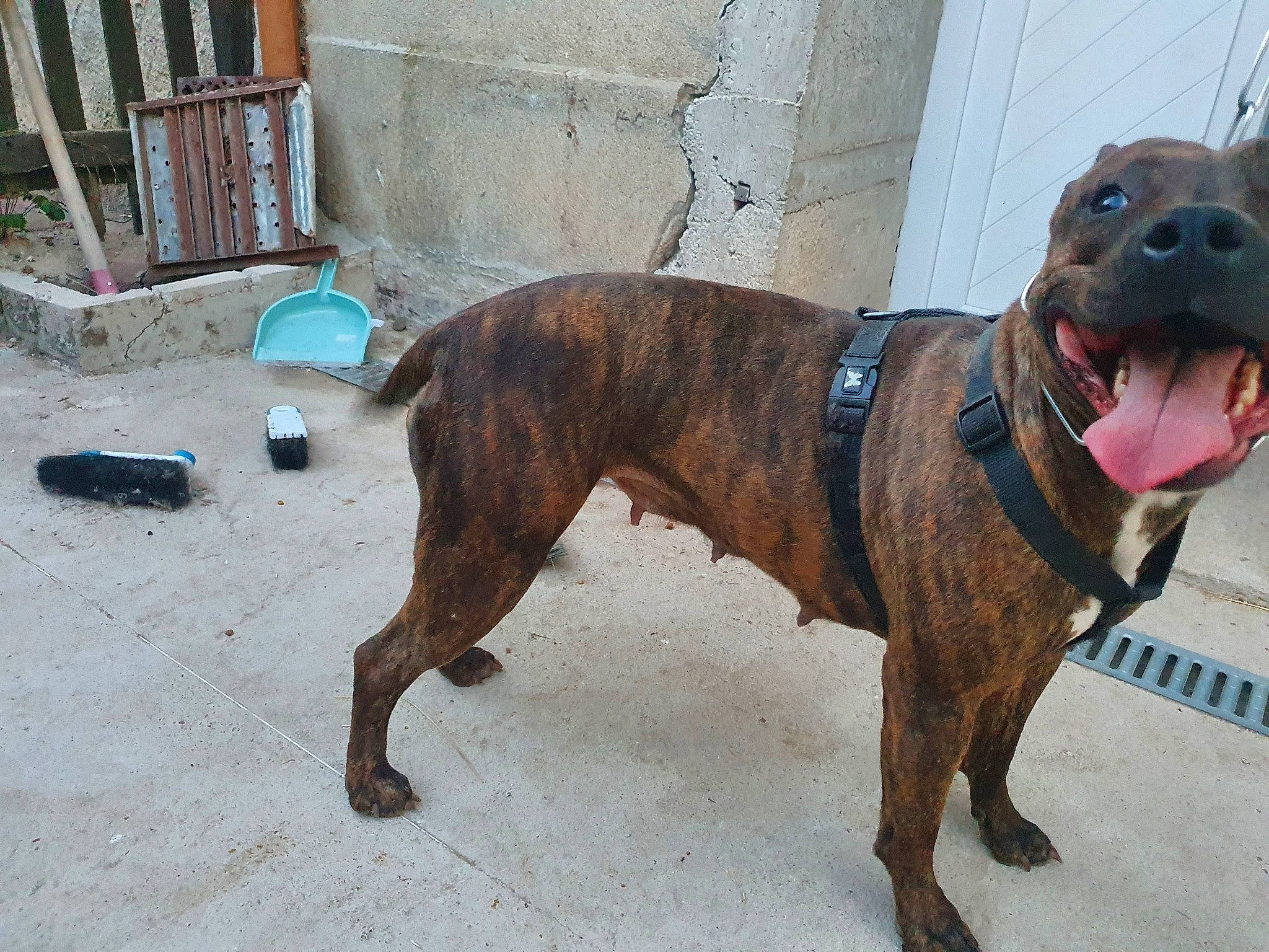 Nelly participe au concours pour gagner de l'argent avec cette photo : alano_espanol, alaunt, american_bulldog, american_pit_bull_terrier, american_staffordshire_terrier, bandog, canidae, carnivore, dog, dog_breed, fawn, mammal, non_sporting_group, perro_de_presa_canario, pit_bull, rare_breed_dog, snout, sporting_group, treeing_tennessee_brindle, vertebrate