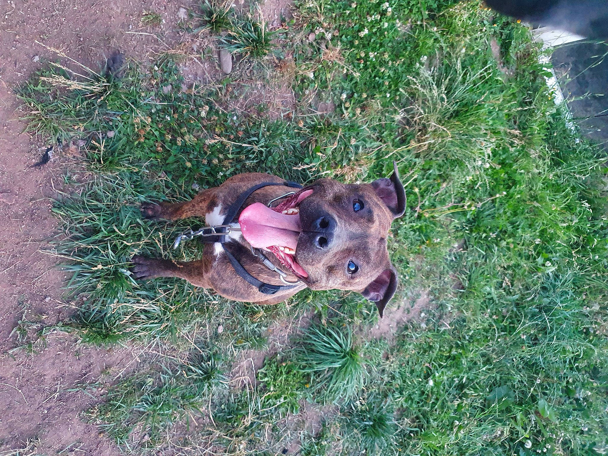 Nelly participe au concours pour gagner de l'argent avec cette photo : american_pit_bull_terrier, canidae, carnivore, dog, dog_breed, fawn, grass, non_sporting_group, plant, snout, sporting_group