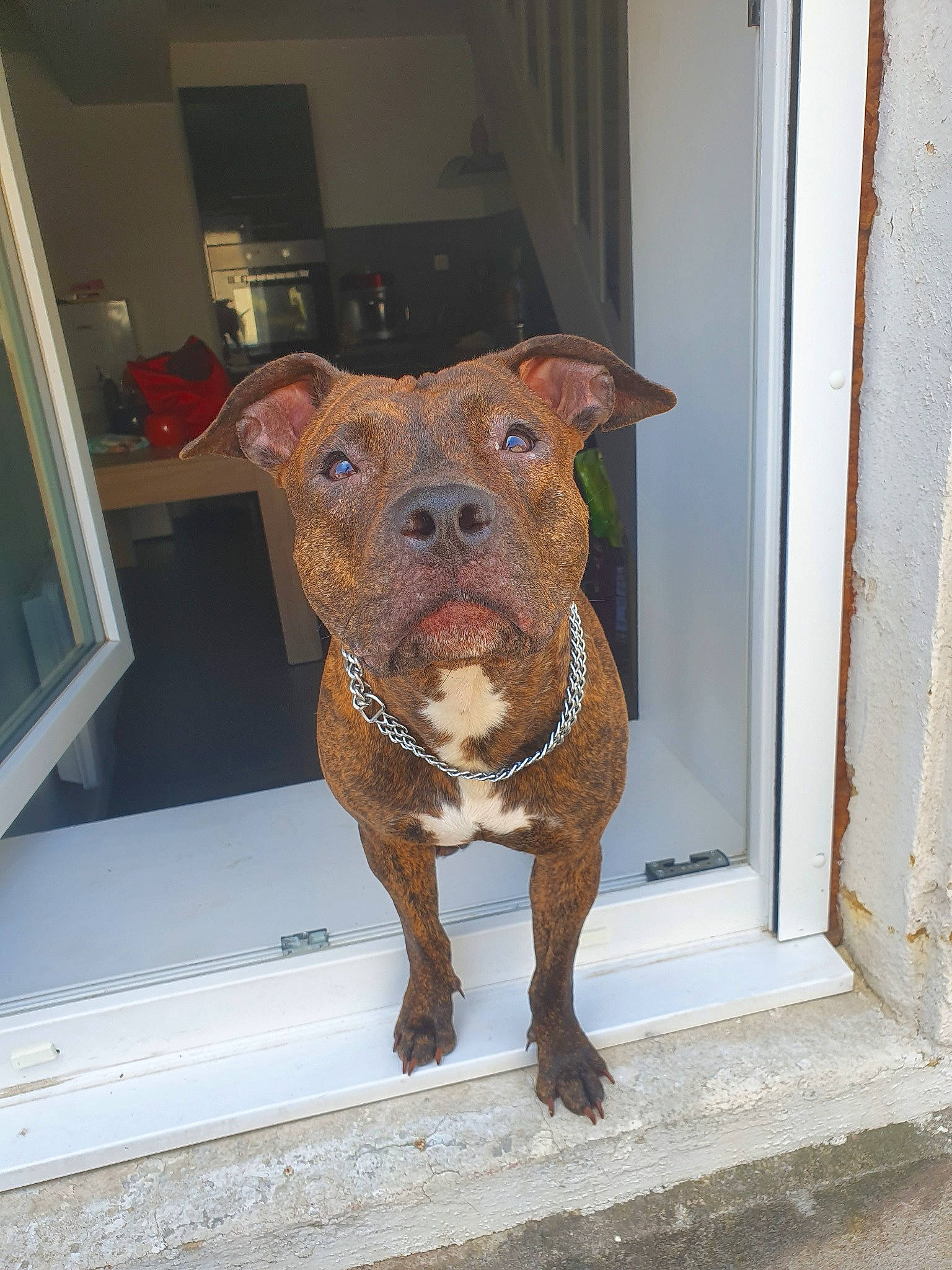 Nelly a rejoint le concours — aidez-le/la à gagner de superbes lots ! american_bulldog, american_pit_bull_terrier, american_staffordshire_terrier, canidae, carnivore, dog, dog_breed, ear, fawn, mammal, non_sporting_group, nose, pit_bull, rare_breed_dog, snout, sporting_group, staffordshire_bull_terrier