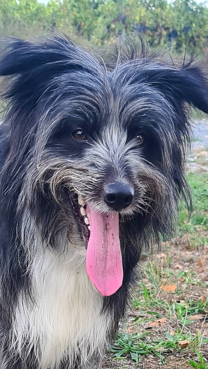 Lilou participe au concours pour gagner de l'argent avec cette photo : carnivore, companion_dog, corgi_chihuahua, dog, dog_breed, fur, grass, liver, plant, small_terrier, snout, sporting_group, terrestrial_animal, terrier, toy_dog, working_animal, working_dog