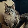 animal, blue_eyes, box, cardboard_box, carpet, cat, curious, cute, domestic, ears, feline, fluffy, fur, home, indoor, looking, pet, sitting, tail, whiskers