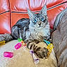 Amadeus a rejoint le concours — aidez-le/la à gagner de superbes lots ! beige_blanket, blue_eyes, cat, close_up, colorful_toys, curious, cute, feline, fluffy, indoor, orange_couch, paw, pet, playful, relaxed, resting, soft_texture, spiral_toys, striped_fur, whiskers