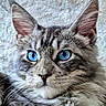 Amadeus a rejoint le concours — aidez-le/la à gagner de superbes lots ! alert, animal, blue_eyes, cat, close_up, cute, ears, face, feline, fur, gray, indoor, mammal, pet, portrait, resting, soft_background, tabby, texture, whiskers