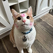 Milo is registered to the contest to win money with this photo: cat, indoor, floor, wooden_floor, cabinet, white_cabinet, collar, pet_tag, pink_marks, face, whiskers, ears, curious, looking_up, domestic_cat, feline, pet, home, wide_eyes, sitting