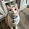 cat, indoor, floor, wooden_floor, cabinet, white_cabinet, collar, pet_tag, pink_marks, face, whiskers, ears, curious, looking_up, domestic_cat, feline, pet, home, wide_eyes, sitting