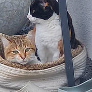 Poupounette participe au concours pour gagner de l'argent avec cette photo : animal, basket, calico_cat, cat, companion, cozy, curious, ears, eyes, feline, fur, home, indoor, orange_cat, pet, relaxed, resting, shoes, two_cats, whiskers