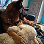 Snow participe au concours pour gagner de l'argent avec cette photo : black, blurred_background, brown, cabinet, couch, cozy, dog, fur, furniture, german_shepherd, home, indoor, living_room, paw, pet, relaxed, stuffed_animal, tongue, toy, window