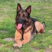 Snow a rejoint le concours — aidez-le/la à gagner de superbes lots ! animal, canine, crossed_paws, daylight, dog, ears_up, friendly, fur, german_shepherd, grass, happy, lying_down, mammal, nature, outdoor, pet, portrait, relaxed, summer, tongue_out