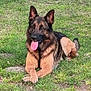 animal, canine, crossed_paws, daylight, dog, ears_up, friendly, fur, german_shepherd, grass, happy, lying_down, mammal, nature, outdoor, pet, portrait, relaxed, summer, tongue_out
