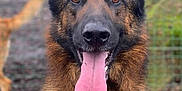 Snow a rejoint le concours — aidez-le/la à gagner de superbes lots ! animal, black_fur, blurred_background, brown_fur, canine, close_up, dog, ears_up, fence, fur, german_shepherd, happy, looking_at_camera, muzzle, nature, outdoor, pet, portrait, tongue, tongue_out