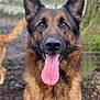 animal, black_fur, blurred_background, brown_fur, canine, close_up, dog, ears_up, fence, fur, german_shepherd, happy, looking_at_camera, muzzle, nature, outdoor, pet, portrait, tongue, tongue_out