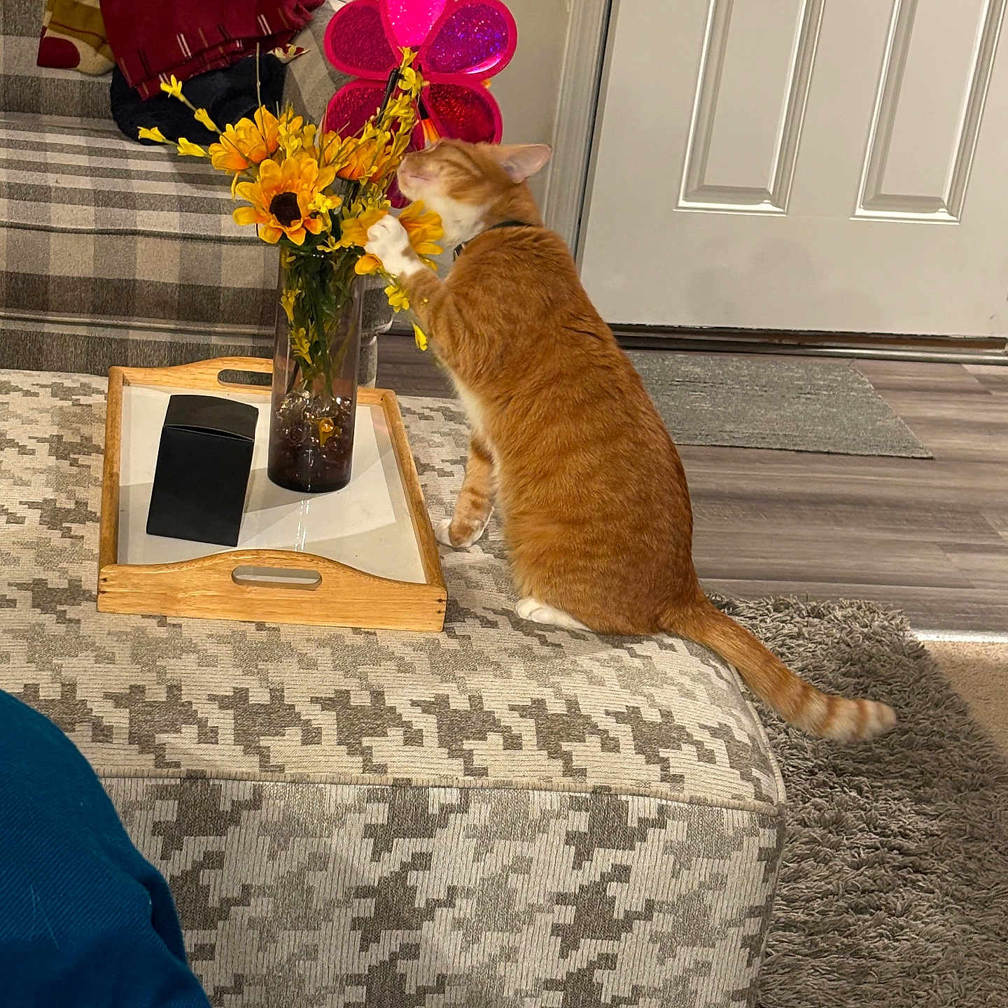 Sam is registered to the contest to win money with this photo: animal, architecture, baby, building, cat, couch, flower, flowerarrangement, flowerbouquet, furniture, indoors, interiordesign, jar, livingroom, person, pet, plant, pottedplant, pottery, room
